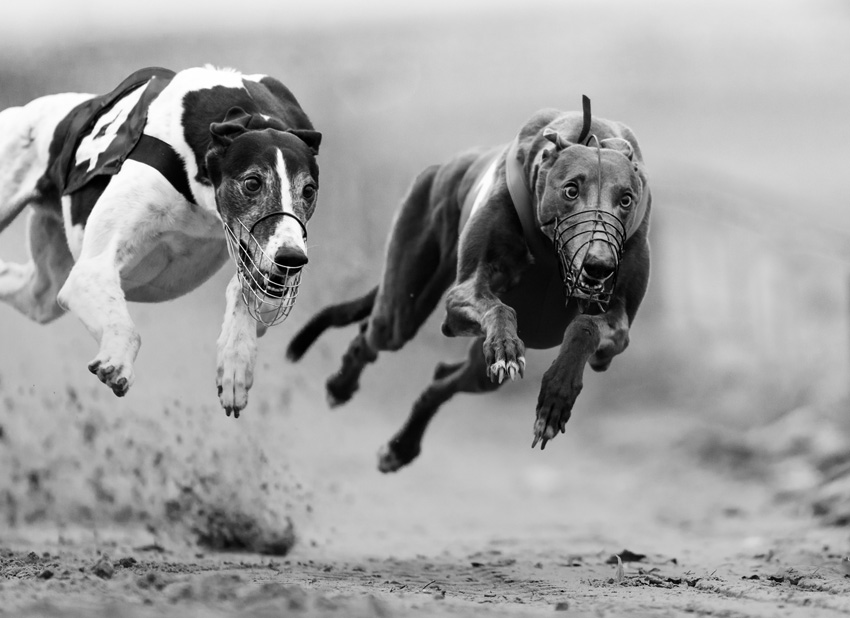 Fotograf: Jens Jakobsson Titel: Dog race